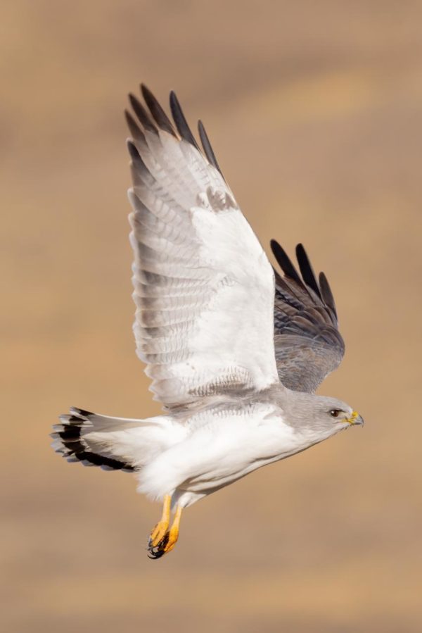 aguilucho ñanco. IG @axelcurth